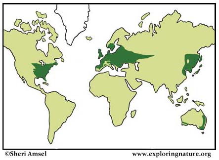 Deciduous Forests